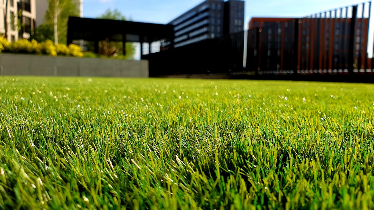 Lush green lawn emerging from dormancy in early spring